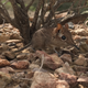 Una de las fotos del sengi somalí